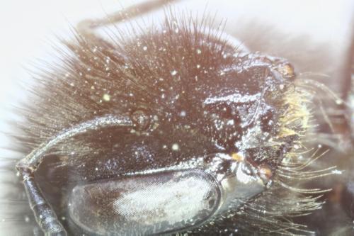 Réf. 335 728 : Bombus lapidarius